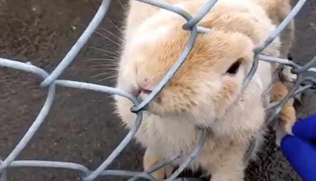 Зацепился за забор: в Канаде спасли кролика, пострадавшего из-за длинных ушей, видео