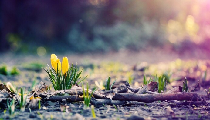 Какой будет погода в Украине весной: прогноз народного синоптика