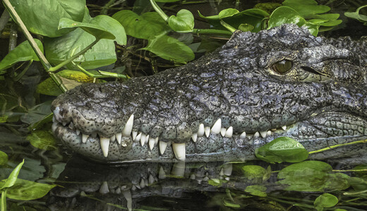 Ученые раскрыли загадку выживания крокодилов при падении астероида, уничтожившего динозавров