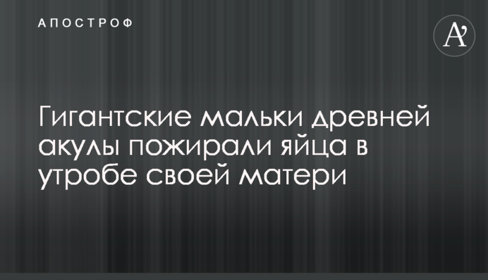 Гигантские мальки древней акулы пожирали яйца в утробе своей матери