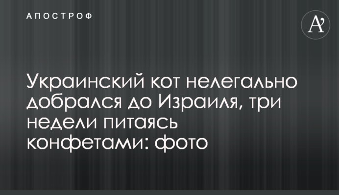 Український кіт нелегально дістався до Ізраїлю, три тижні харчуючись цукерками: фото