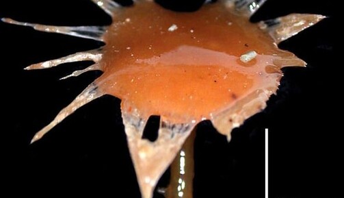 Біля узбережжя Австралії на глибині 3 км вчені виявили хижих істот: фото