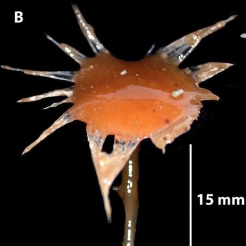 У побережья Австралии на глубине 3 км ученые обнаружили хищных существ: фото