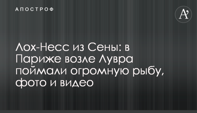 Лох-Несс из Сены: в Париже возле Лувра поймали огромную рыбу, фото и видео