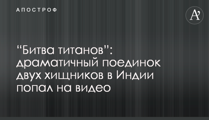 “Битва титанов”: драматичный поединок двух хищников в Индии попал на видео