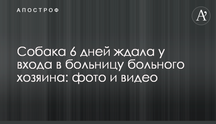 Собака 6 дней ждала у входа в больницу больного хозяина: фото и видео
