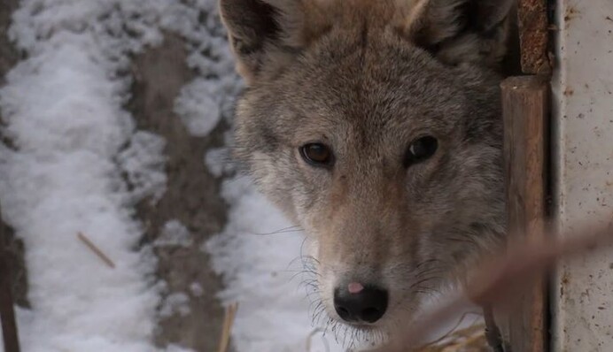 У Чернігові підібрали на вулиці цуценя, але це виявилася зовсім інша тварина: фото і відео