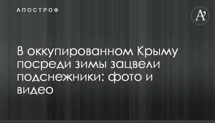 В оккупированном Крыму посреди зимы зацвели подснежники: фото и видео