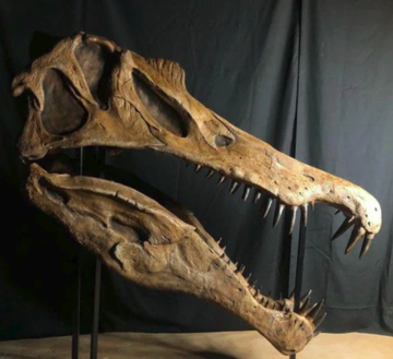 Вчені розповіли про гігантського динозавра, схожого на лелеку - жив в Африці 100 млн років тому: фото