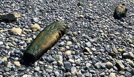 В Британской Колумбии нашли древний загадочный столб из камня и приоткрыли его тайну: фото