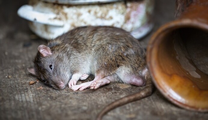 Хантавирус в Украине: врач пояснила, стоит ли его бояться и как избежать заражения