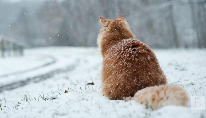 В Украину идут морозы до -10 градусов: прогноз по областям