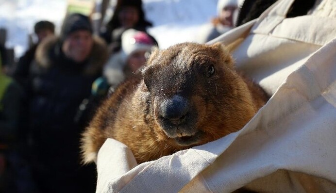 День бабака 2021: що це за свято і чому його відзначають 2 лютого