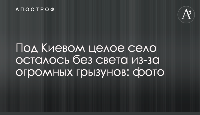 Під Києвом ціле село залишилося без світла через величезних гризунів: фото