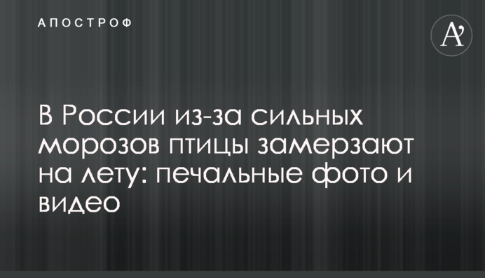 В России из-за сильных морозов птицы замерзают на лету: печальные фото и видео