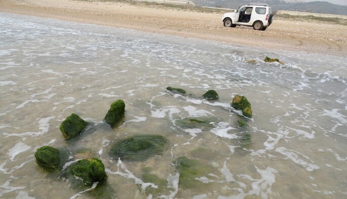 На морском побережье нашли древнюю оливковую 
