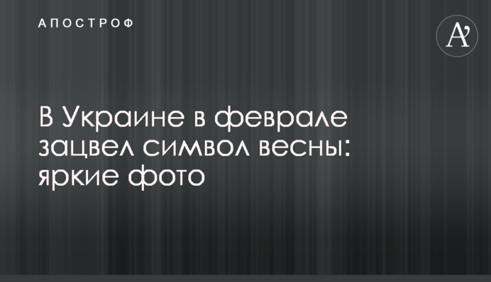 В Україні в лютому зацвів символ весни: яскраві фото