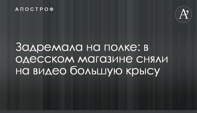 Задремала на полке: в одесском магазине сняли на видео большую крысу