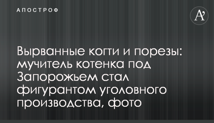 Вырванные когти и порезы: мучитель котенка под Запорожьем стал фигурантом уголовного производства, фото