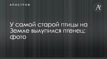 У самой старой птицы на Земле вылупился птенец: фото