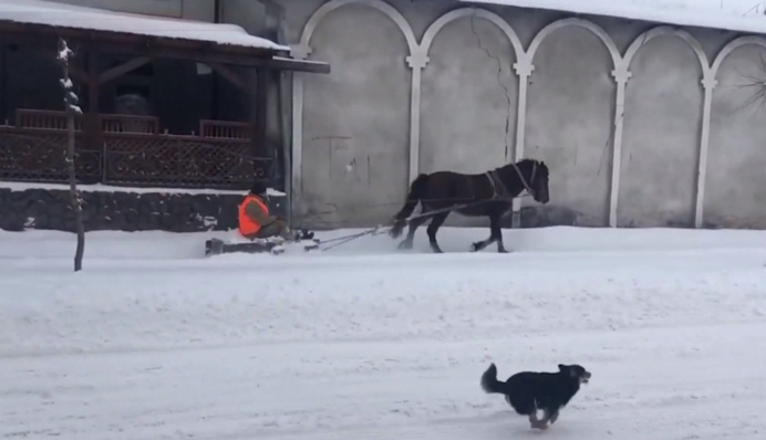 Кінь-комунальник: на Львівщині придумали оригінальний спосіб розчищення снігу