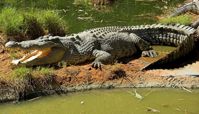 В Австралии гигантский крокодил проглотил двух акул: момент попал на видео