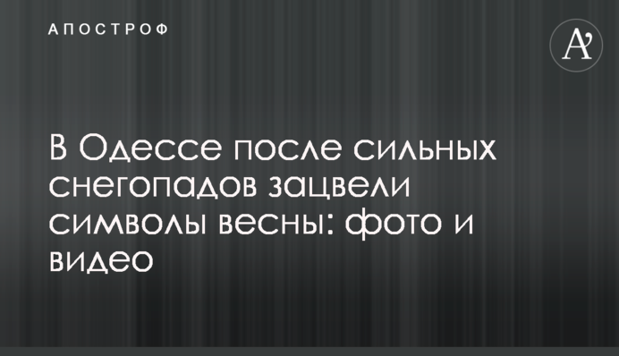 В Одесі після сильних снігопадів зацвіли символи весни: фото і відео