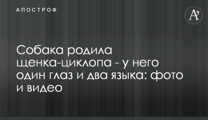 Собака родила щенка-циклопа - у него один глаз и два языка: фото и видео