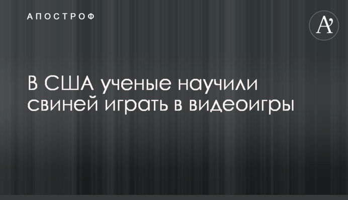 У США вчені навчили свиней грати у відеоігри