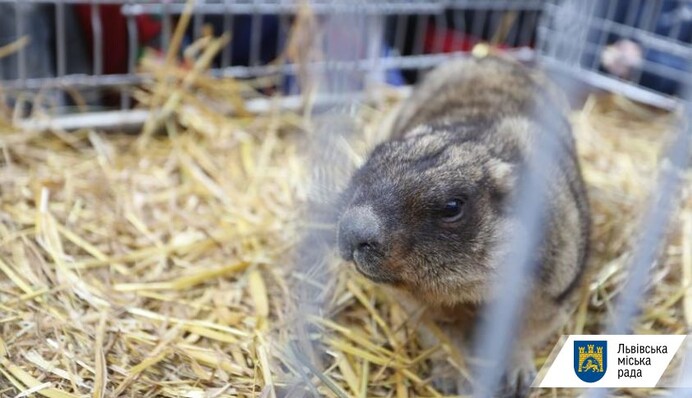 Передбачення скасовується: львівські бабаки не розкажуть про погоду в Україні