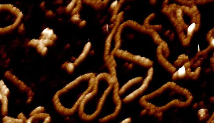 Ученые показали, как ДНК 