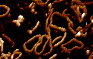 Ученые показали, как ДНК "танцует" внутри человеческой клетки: поразительное видео