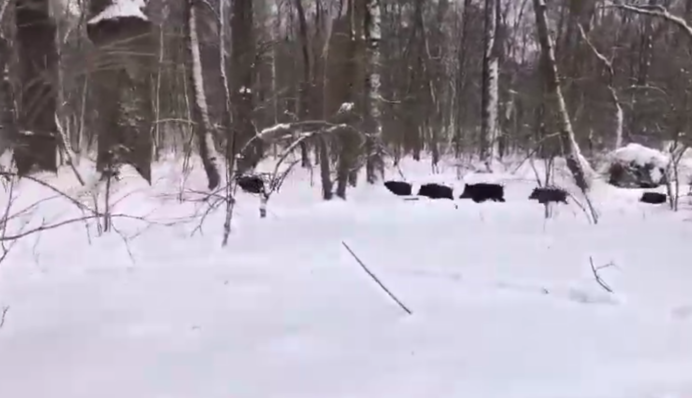У парку під Києвом помітили стадо диких кабанів з маленькими поросятами: відео