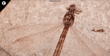 Ученые раскрыли секрет древних насекомых со странной головой: фото