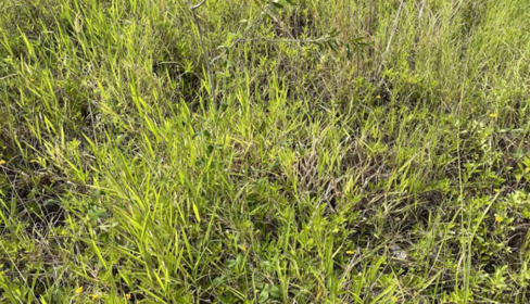 Найди в траве змею-