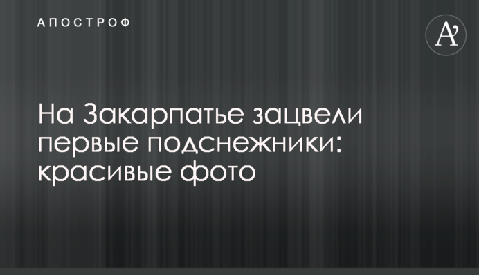 На Закарпатті зацвіли перші проліски: красиві фото
