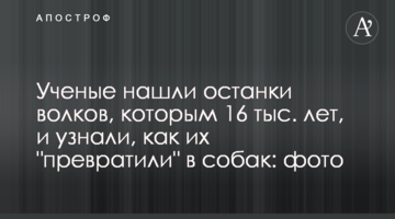 Вчені знайшли останки вовків, яким 16 тис. років, і дізналися, як їх "перетворили" на собак: фото