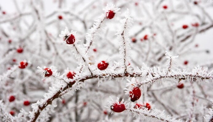 В Україну повернулася зима: коли закінчаться морози і де буде найхолодніше