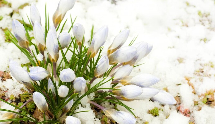 В Україну йде справжня весна, але в частині країни затримається зима: синоптик дав прогноз на вихідні