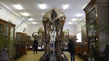 В Украине нашли останки огромного доисторического животного: фото