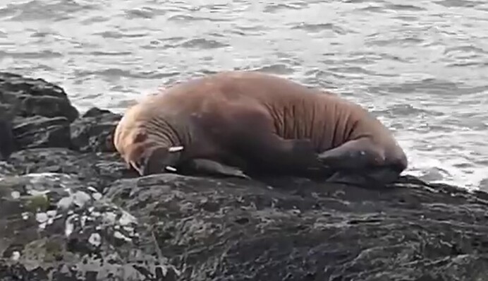 Морж-лунатик проснулся в Ирландии: история удивительного путешествия покорила сеть