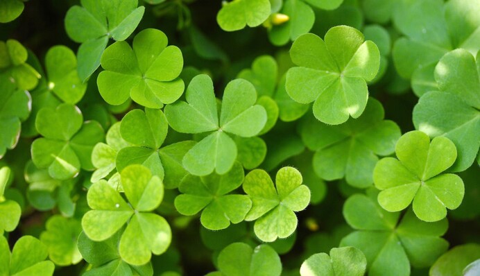 Google посвятил яркий дудл Дню святого Патрика