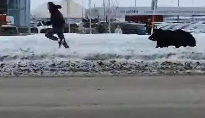 Звичайний день у Росії: ведмідь гнався за чоловіком посеред міста