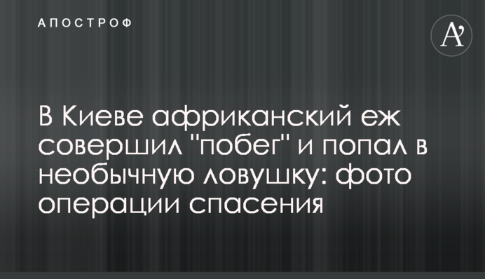 В Киеве африканский еж совершил 