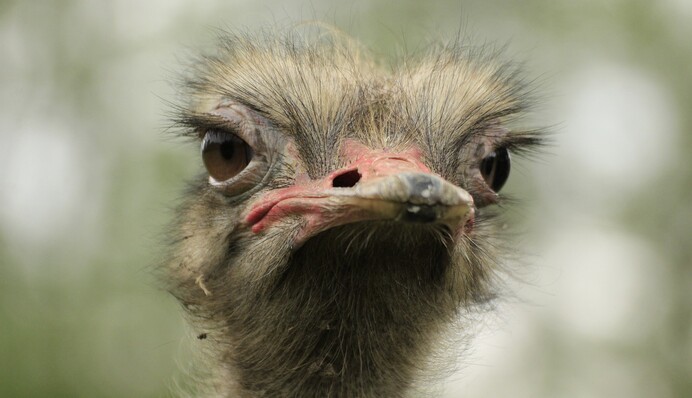 В Кривом Роге страус поиздевался над водителями: видео