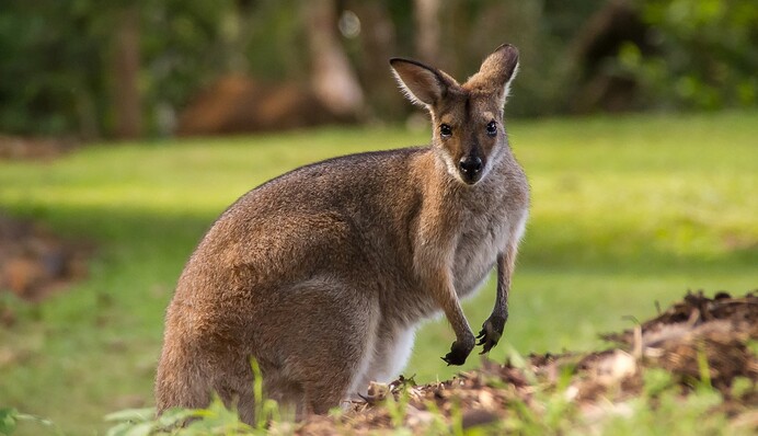 В Австралии кенгуру застали за необычным занятием: всему виной наводнения