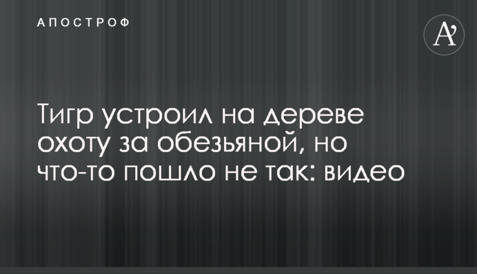 Тигр влаштував на дереві полювання за мавпою, але щось пішло не так: відео