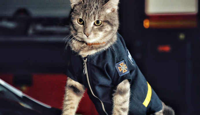 Цій країні потрібен новий герой: в Україні показали кота-рятувальника