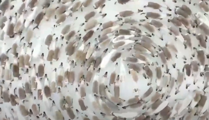 В Арктиці стадо оленів водило хоровод: що кажуть вчені