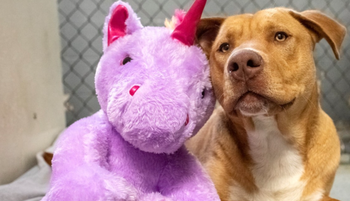 Пытался украсть игрушку, а обрел семью: трогательная история бездомной собаки покорит ваше сердце